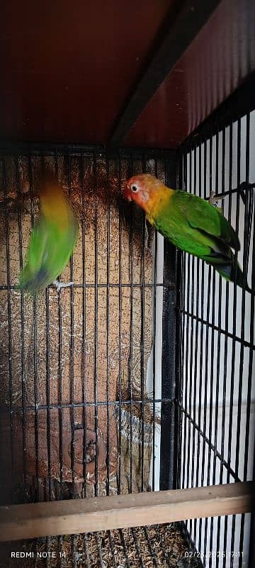 love birds for sale 1