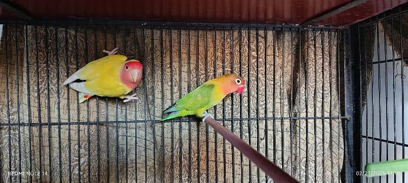 love birds for sale 2