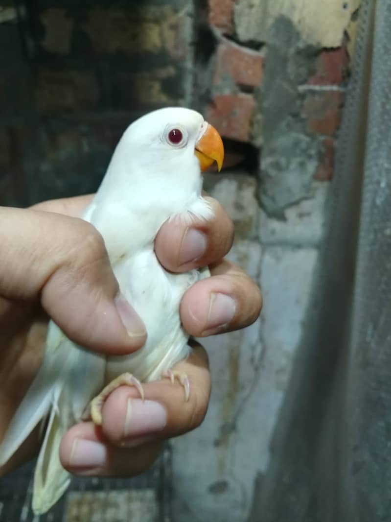 Albino Red Eye - 2 Pair + Cage + Box + Chicks 3