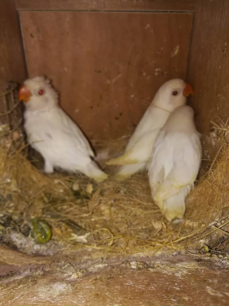 Albino Red Eye - 2 Pair + Cage + Box + Chicks 4