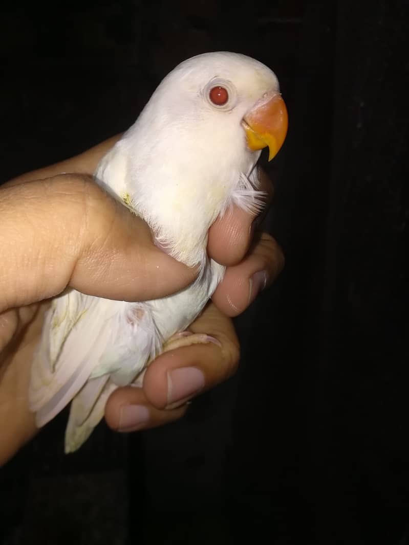 Albino Red Eye - 2 Pair + Cage + Box + Chicks 5