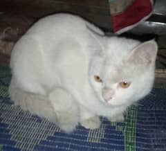 Persian male adult cat