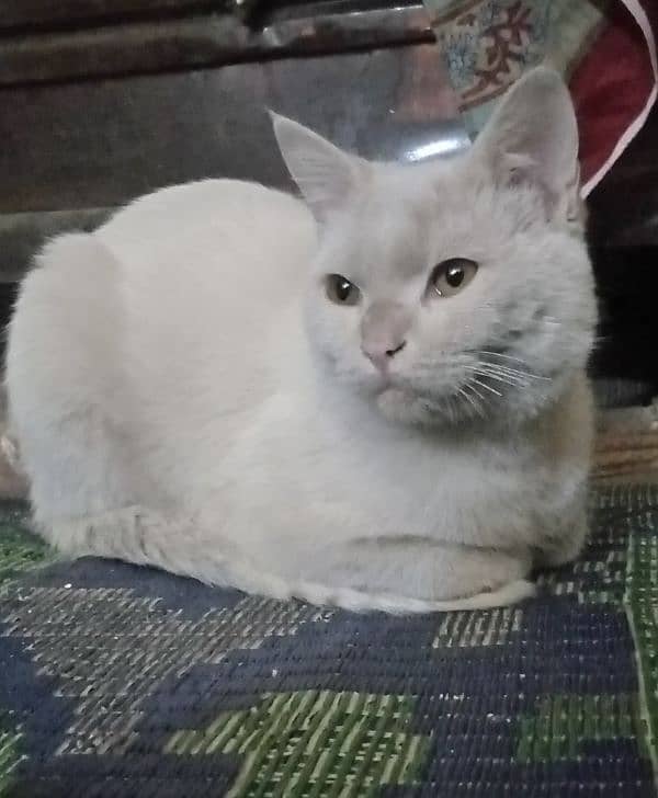 Persian male adult cat 1