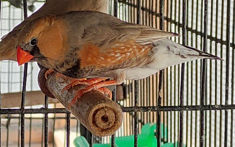 Full Orange Working Finch breeder pairs & Light back, price per pair 1