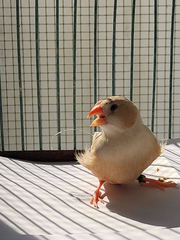 Full Orange Working Finch breeder pairs & Light back, price per pair 2