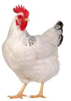 Chicken