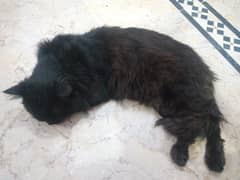 Persian black cat male  trained