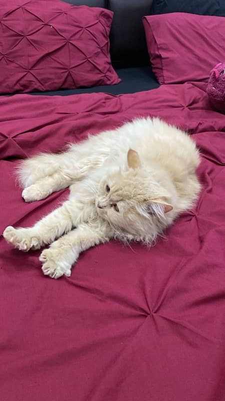 Female persian cat 0