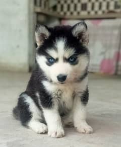 Siberian Husky Puppies