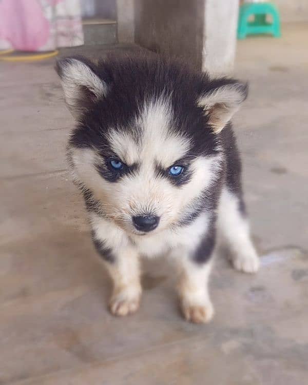 Siberian Husky Puppies 1