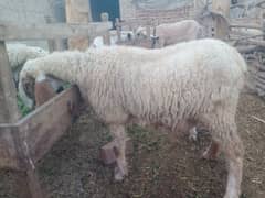 2 Female Sheeps for sale