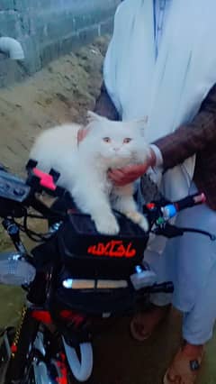 Persian long coat  female. for sale