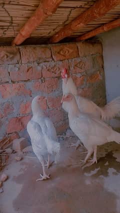 heera aseel paper white full breeder