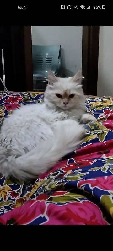 PERSIAN FEMALE CAT|RAGDOLL COLOR| ACTIVE and PLAYFULL| EXTREME CUTE 4