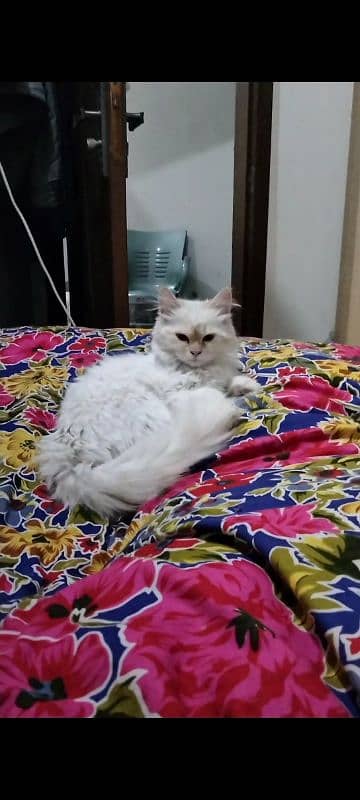 PERSIAN FEMALE CAT|RAGDOLL COLOR| ACTIVE and PLAYFULL| EXTREME CUTE 5