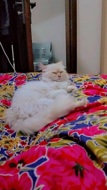 PERSIAN FEMALE CAT|RAGDOLL COLOR| ACTIVE and PLAYFULL| EXTREME CUTE 6