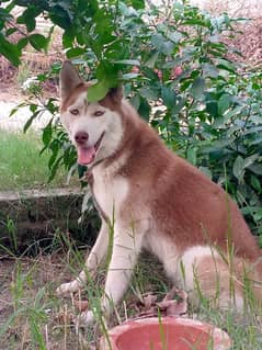 siberan female husky