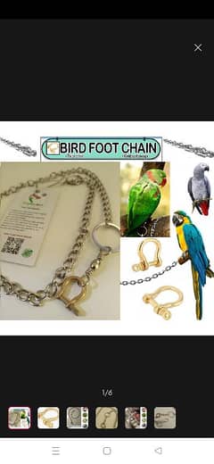 parrot foot ring and chain