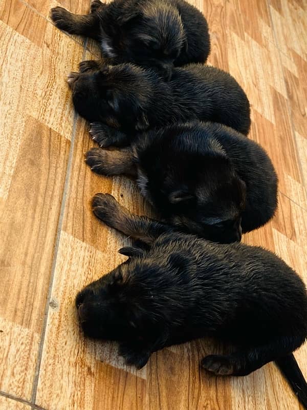 German Shepherd Puppies 0