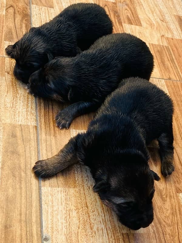 German Shepherd Puppies 1