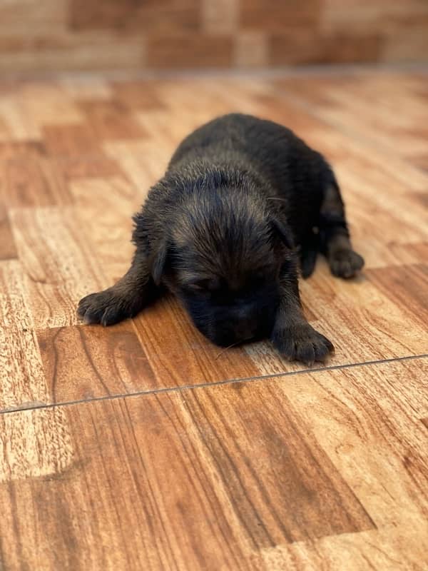 German Shepherd Puppies 2