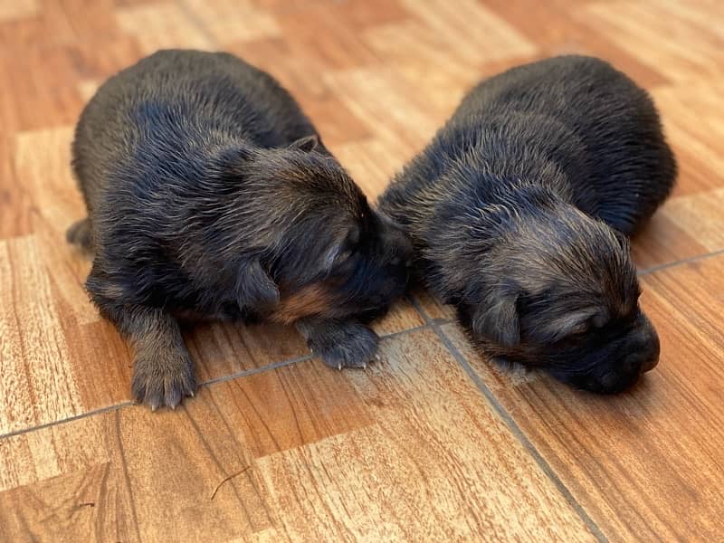 German Shepherd Puppies 4