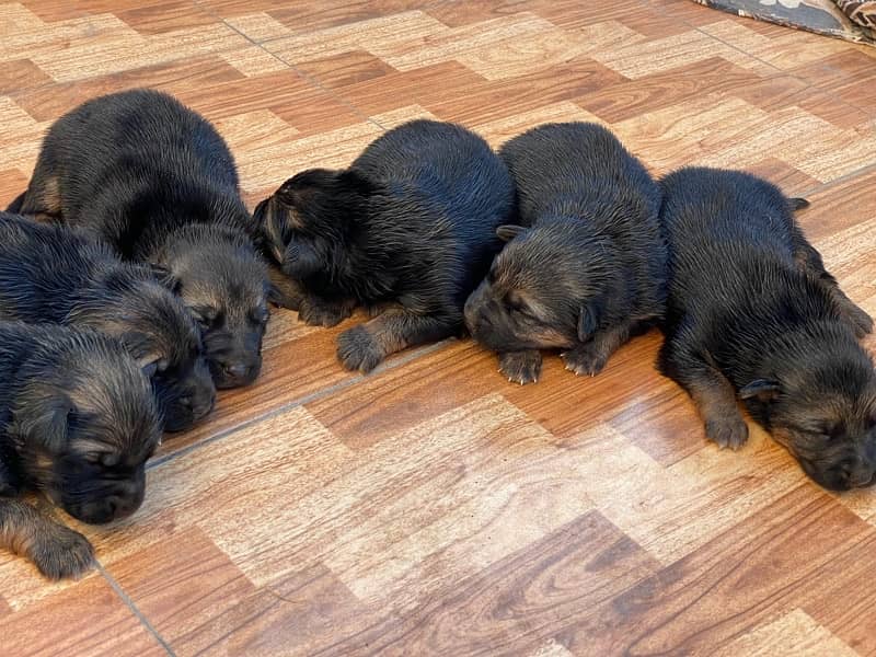 German Shepherd Puppies 9