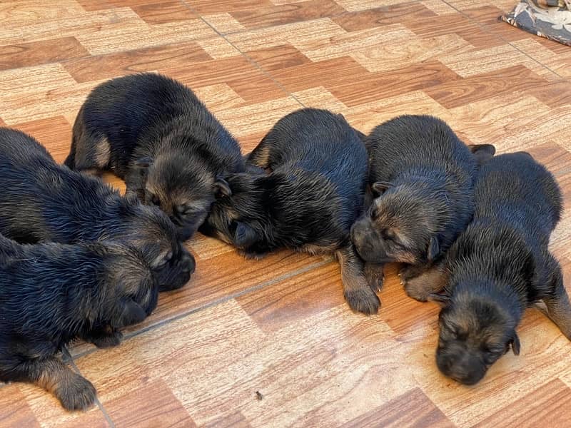 German Shepherd Puppies 10