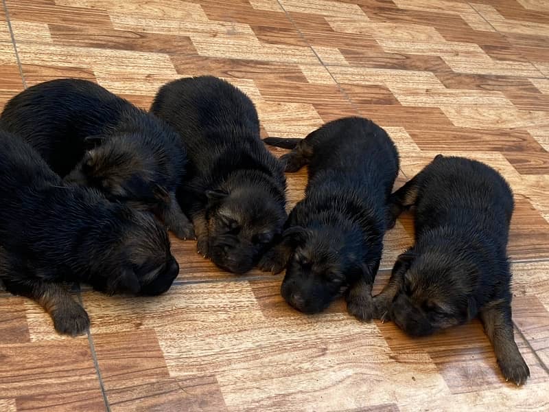 German Shepherd Puppies 11