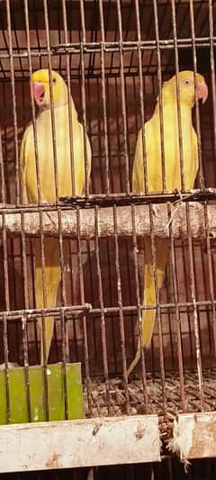 yellow ring neck breeder pair for sale