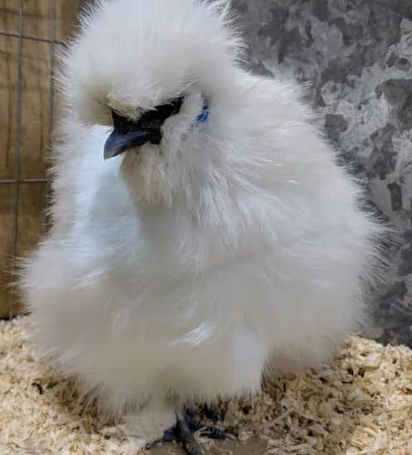 White silkie chick's available 1