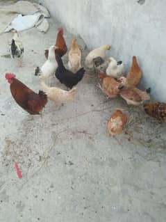 golden misry hen 13 hen 4 cook for sale, 1300 per piece,