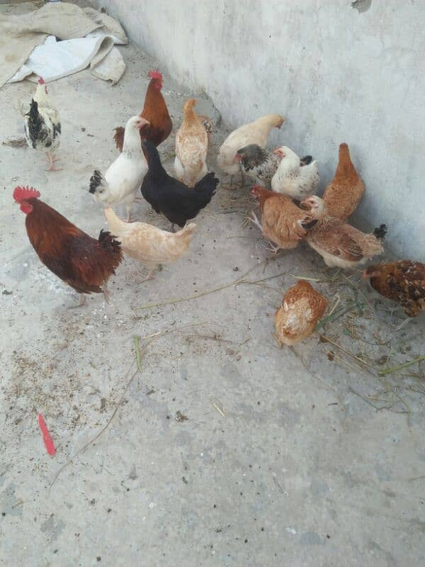 golden misry hen 13 hen 4 cook for sale, 1300 per piece, 0