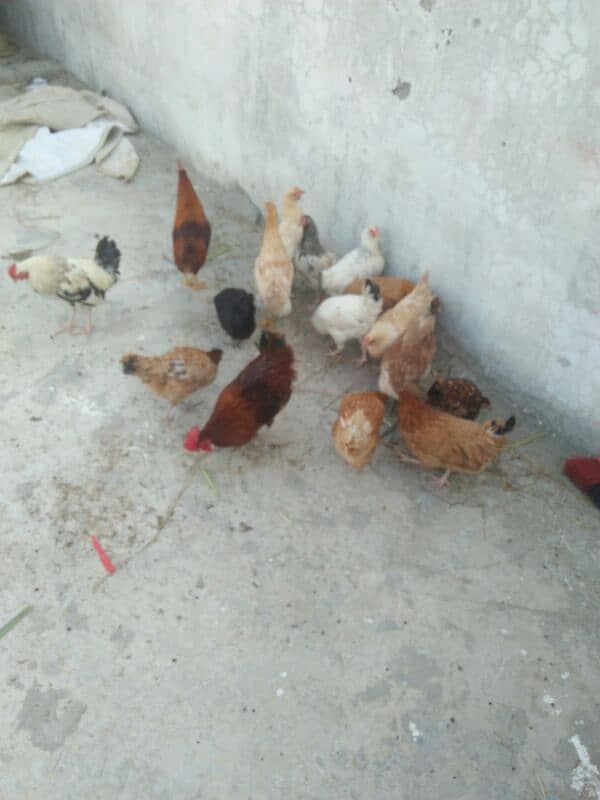 golden misry hen 13 hen 4 cook for sale, 1300 per piece, 1