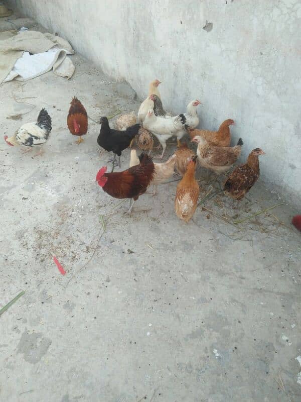 golden misry hen 13 hen 4 cook for sale, 1300 per piece, 2