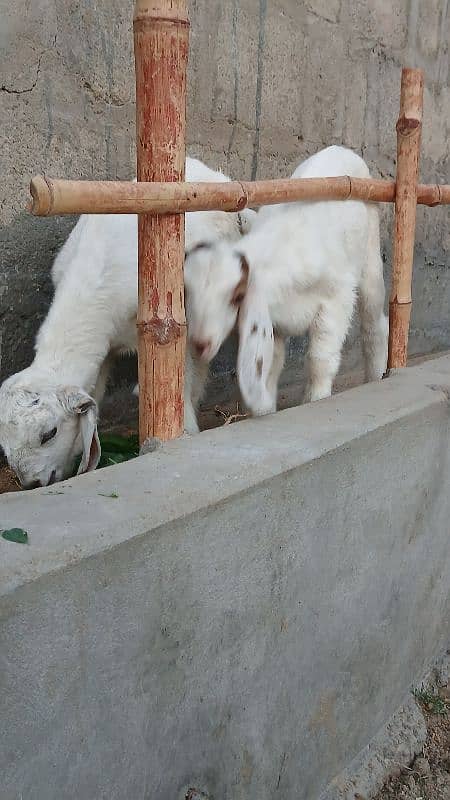 Female goats with 2 kids 1