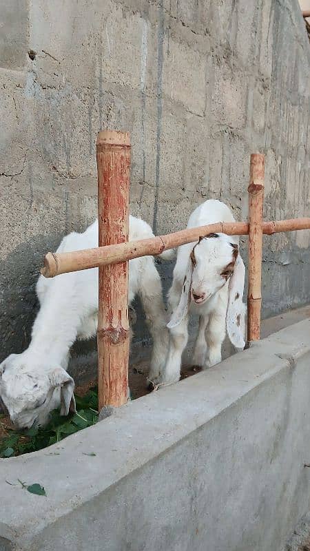 Female goats with 2 kids 2