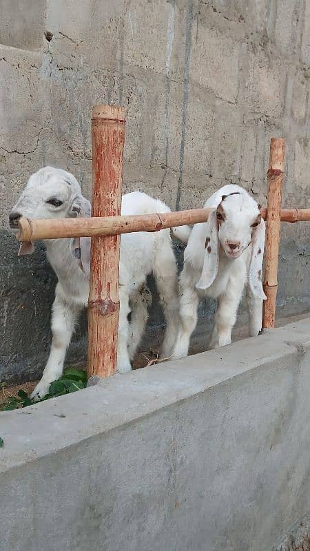 Female goats with 2 kids 3