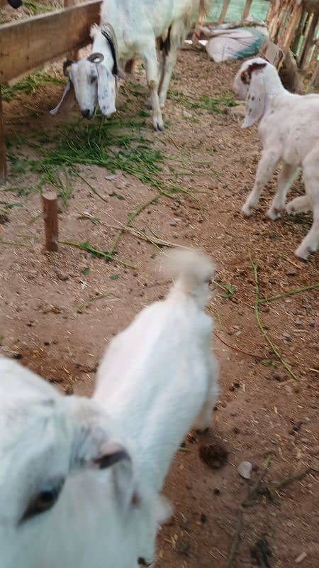 Female goats with 2 kids 5