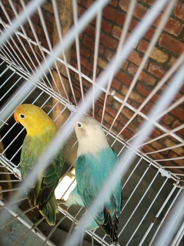 Lovebirds for sale 2