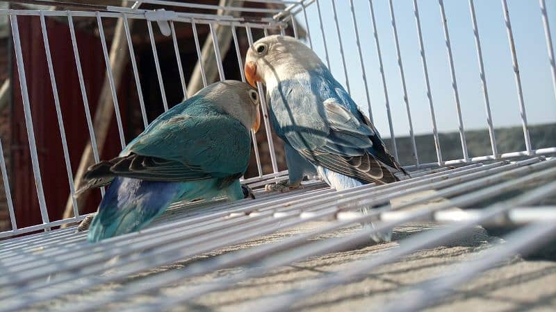 Lovebirds for sale 3