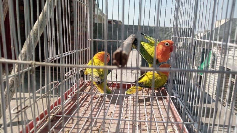 Lovebirds for sale 4