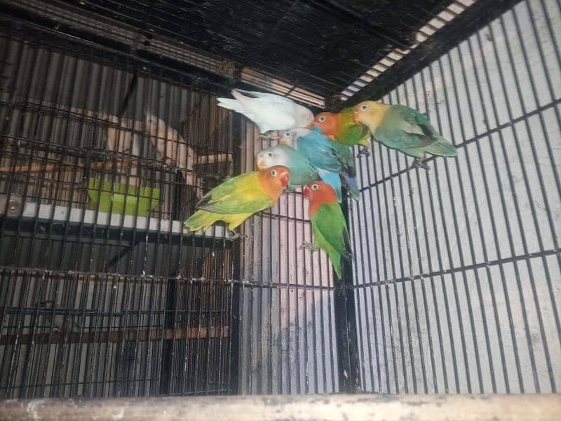 Lovebirds for sale 5