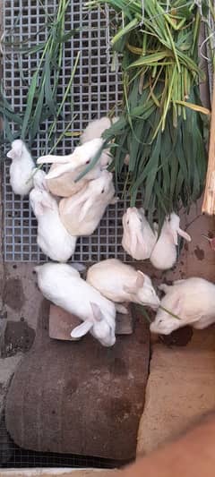 Red eyes white rabbits healthy and active