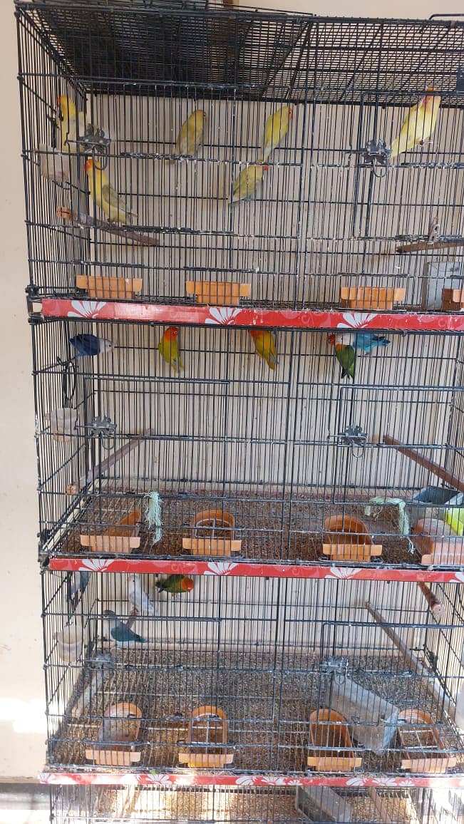 Lovebird setup for sale 1