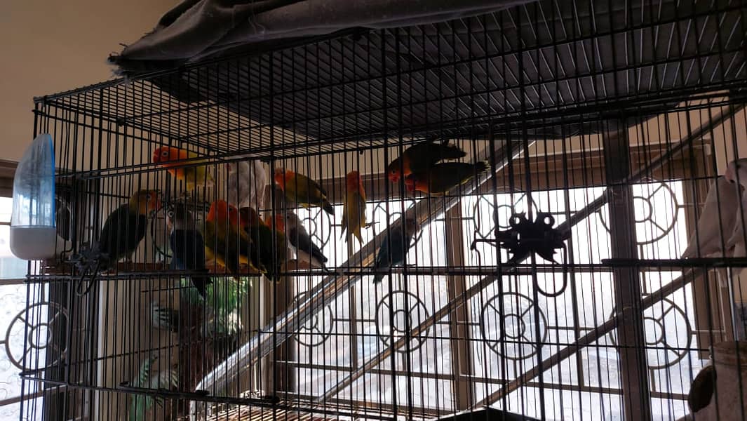 Lovebird setup for sale 3