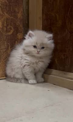 Urgent Sale Male kitten