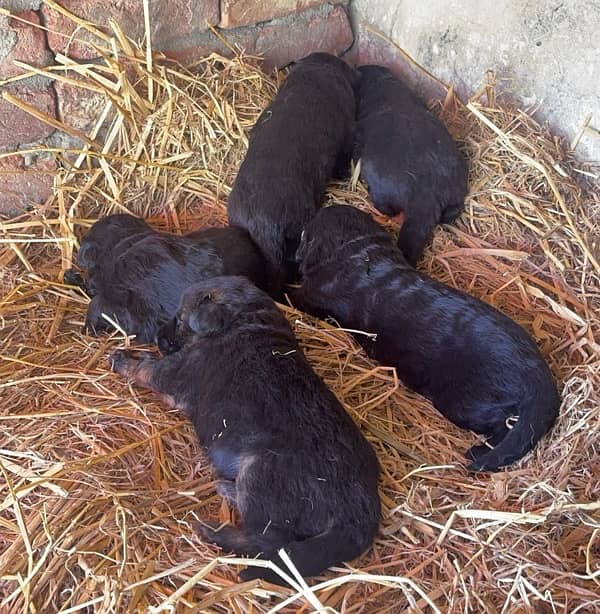 german shepherd puppies for sale 0