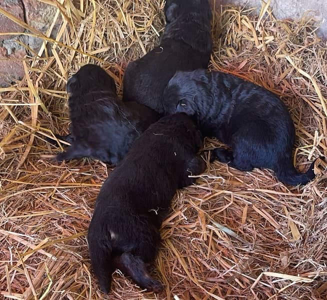 german shepherd puppies for sale 1