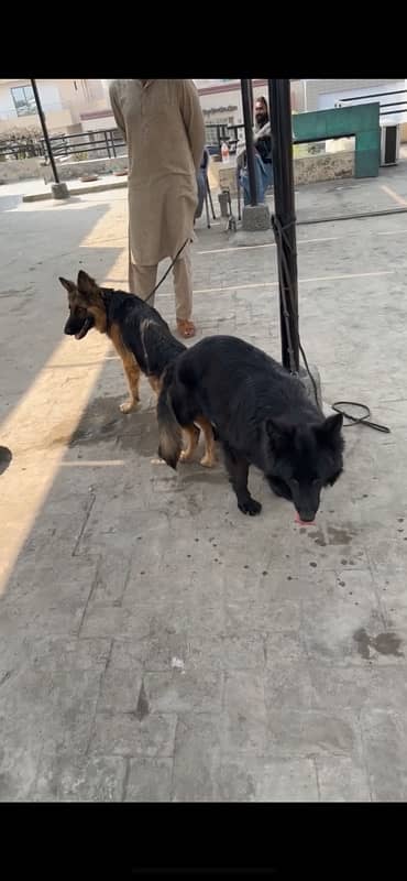 german shepherd puppies for sale 3